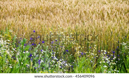 Summer Landscape with Wheat Field and Clouds in latvia