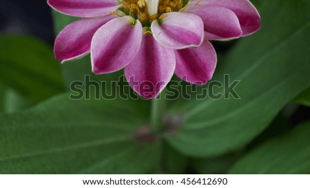 Half Stripe Zinnia Flower