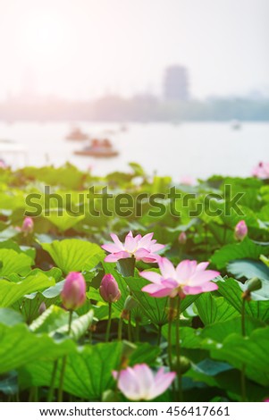 Ji'nan Daming Lake Lotus