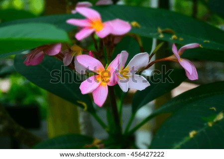 macro detail of pink and yellow tropical flowers