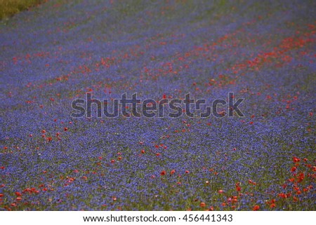 blooms of papaver and cornflowers in the fields of lentils from Castelluccio Mountains National Park Sibillini Umbria Italy