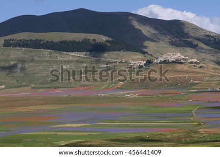 blooms of papaver and cornflowers in the fields of lentils from Castelluccio Mountains National Park Sibillini Umbria Italy
