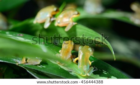 Young Chinese flying frog Rhacophorus dennysii after metamorphose