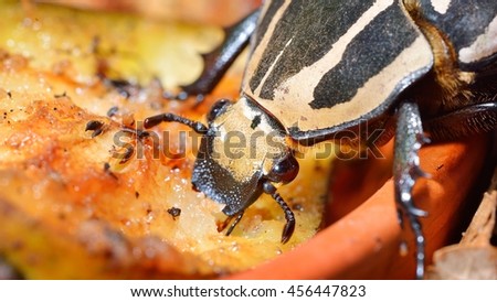 Flower chafers or flower scarabs (Cetoniinae) in terrarium