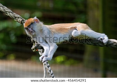 Patas monkey (Erythrocebus patas) and its restful morning