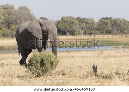Elephants on the Khwai River in Botswana Africa