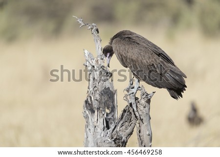 Hooded Vulture at Moremi Botswana