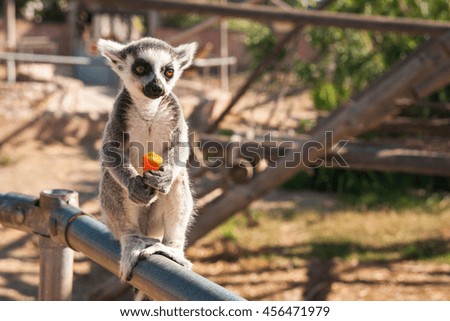 Picture of a cute baby lemur enjoying a carrot