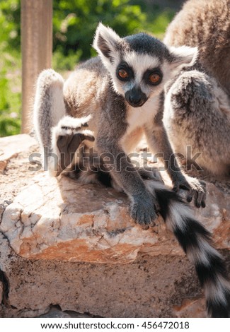 Picture of a cute and funny baby lemur sitting on a log