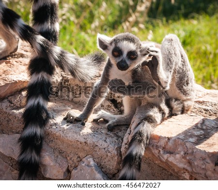 Picture of a cute and funny baby lemur sitting on a log scratching itself