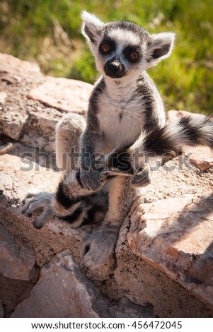 Picture of a cute and funny baby lemur sitting on a log holding its tail