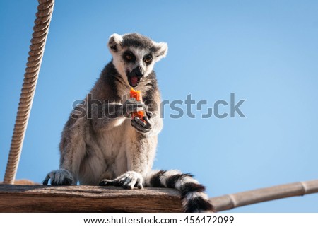 Picture of a beautiful lemur sitting on a shelf eating a carrot from below