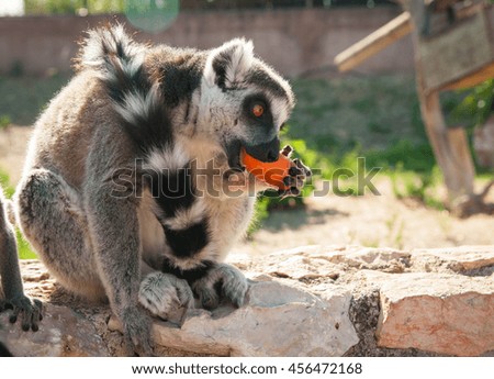 Picture of a cute lemur eating a carrot