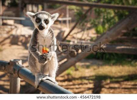 Picture of a cute baby lemur enjoying a carrot