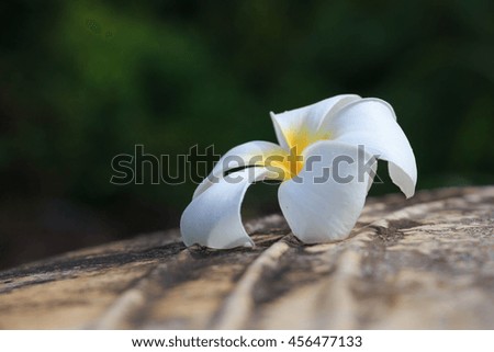 Plumeria flower fall down on the cement, selective focus