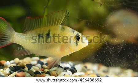 Tropical Cichlid in aquarium