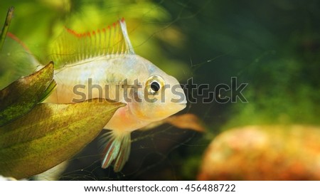 Tropical Cichlid in aquarium