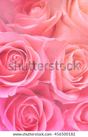 Light pink roses in soft color and blur style for background