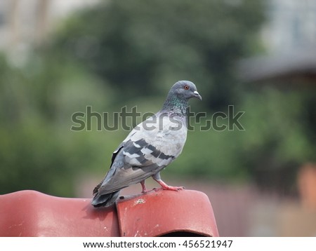 domestic pigeon on red roof in the city