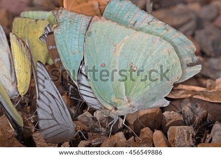  Closeup view of butterfly in Thailand

