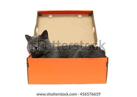 cat with yellow eyes lying in an open cardboard box on a white background. horizontal photo.