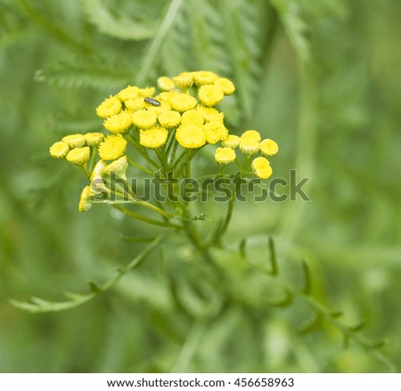 Tansy growing in a field