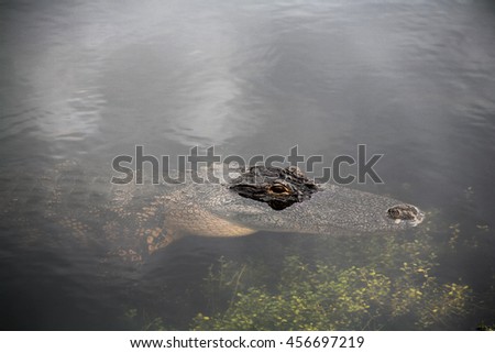 alligator floating in murky water in florida swamp bayou attack glaring and staring at you on a safari 