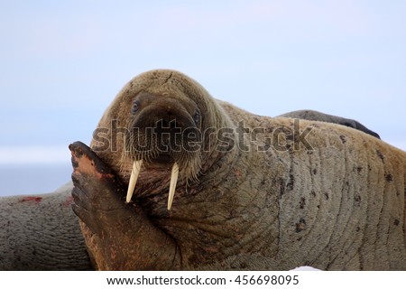 Walrus showing its tusks on ice floe in Canada