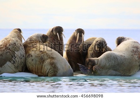 Herd on walruses on ice floe in Canada
