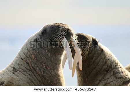 Two walruses fighting with their tusks on ice floe in Canada