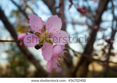Blossoming Peach