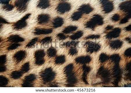 Real Leopard Fur