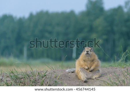groundsquirrel in a city park