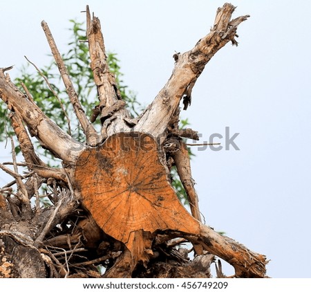 Dry tree Stump closeup.