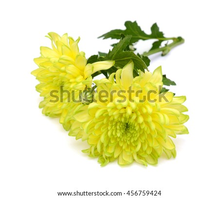 beautiful yellow daisies flower isolated on white background