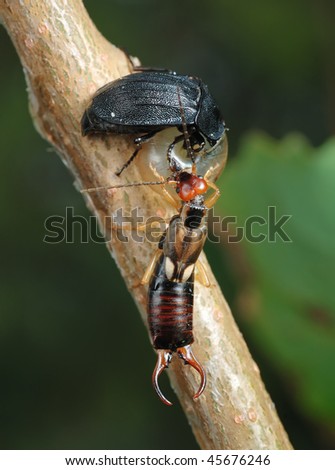 Carrion beetle and earwig on a branch, eat up the remains of a snail shell.