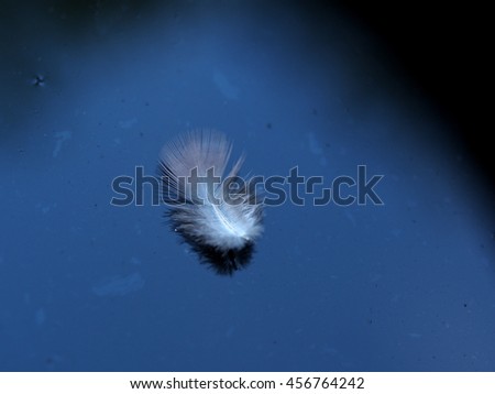 shallow depth of field picture of one soft small bird feather falling on smooth ice surface outdoor reflecting blue sky background dark frame under evening light for lonely mood and emotion