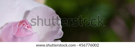 Pink rose on green background -Proportionate to Large Mobile Banner 