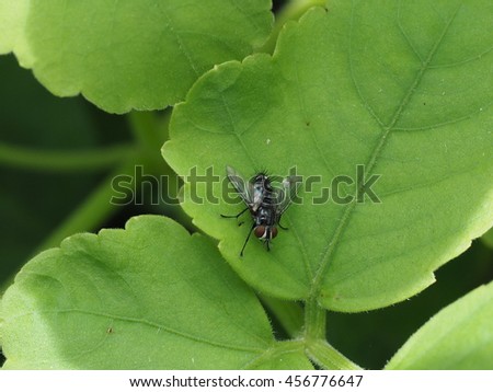 house fly on green leaf