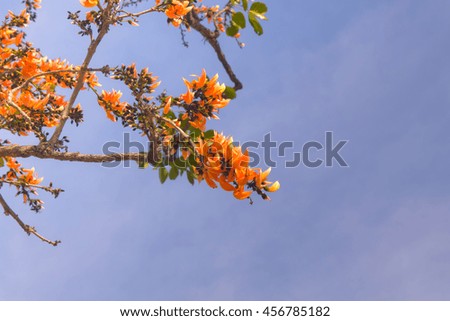 orange flower Beautiful Bastard Teak or Bengal Kino's flowers on blue sky background