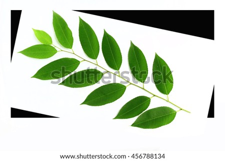 Green leaves on a white and black background .