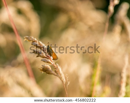 Full size picture (macro) of Essex skipper (Thymelicus lineola), so you can crop it yourself. Soft background. 
