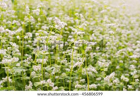 The field of blooming buckwheat (Fagopyrum esculentum).