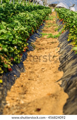 Row in a farm of strawberry.