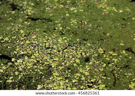 Lemna - duckweed on a pond surface