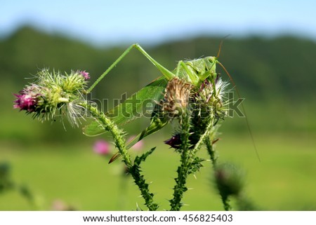 Great green bush cricket on thistle