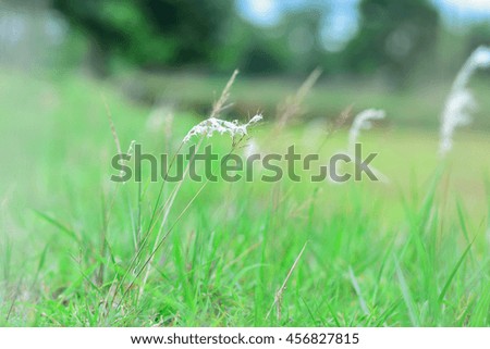 Blurred flowers grass in cornfield.
