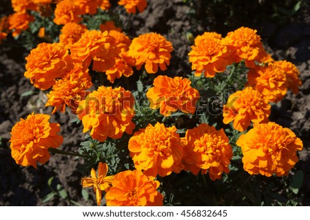 French marigold orange flowers on a sunny day.
