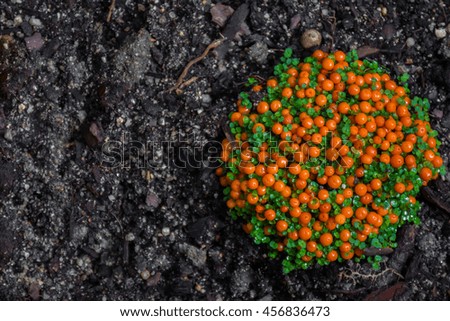 macro detail of an orange tropical ground plant