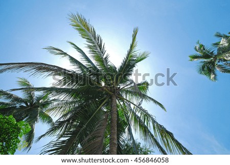 Coconut palm trees perspective view 